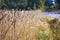 Triticum wheat field