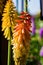 Tritoma or red hot poker flower