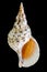 Triton trumpet or Charonia tritonis seashell