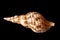 Triton Trumpet Seashell. Pacific Triton