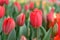 Triumph tulip Tulipa L`Amitie field of deep red flowers