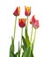 Triumph tulips white background isolated