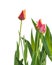 Triumph tulips white background isolated