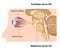 Trochlear and Abducens nerves