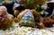 Trochus snail saltwater aquarium invertebrate