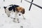 Trocolor beagle dog on snow-bound stairs looking scared