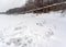 Trodden snow with traces of anglers around the holes on the ice of the winter river from the snags and tree branches sticking out