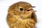 Troglodytes troglodytes, wren, close up portrait on white background