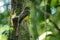 Trogon rufus - Black-throated Trogon, also yellow-bellied trogon, near passerine bird in the trogon family, Trogonidae, breeds in