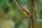 Trogon rufus - Black-throated Trogon, also yellow-bellied trogon, near passerine bird in the trogon family, Trogonidae, breeds in