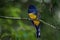 Trogon rufus - Black-throated Trogon, also yellow-bellied trogon, near passerine bird in the trogon family, Trogonidae, breeds in