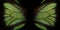 Trogonoptera brookiana - Rajah Brooke Birdwings- tropical buttelfly