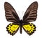 Troides Helena birdwing tropical butterfly isolated