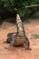 The Troll Waran or water dragon in Sri Lanka