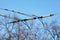 Trolleybus wires against the blue sky