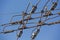 Trolleybus wires and blue sky