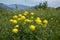 Trollius altissimus yellow mountain flowers in bloom