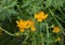 Trollius chinensis, the Chinese globeflower, in a garden in Edwards, Colorado.