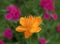 Trollius Chinensis Chinese Globeflower with Sweet William