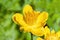 Trollius Chinensis `Golden Queen