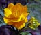 Trollius chinensis \\\'Golden Queen\\\' Single Flower with Bud