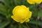 Trollius x cultorum `T. Smith