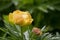 Trollius europaeus