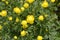 Trollius europaeus with bright yellow flowers