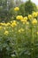 Trollius europaeus with bright yellow flowers