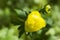 Trollius europaeus  family Buttercup yellow in nature