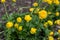 Trollius Europaeus Globeflower