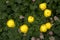 Trollius europaeus; Globeflower blooming in Malbun, alpine Liechtenstein