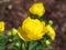 Trollius europaeus - globeflower, spring