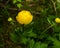 Trollius europaeus L. Globeflowers blooms