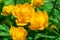 Trollius europaeus L. Globeflowers blooms. In the meadow. Yellow flowers Trollius or globeflower