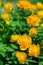 Trollius europaeus L. Globeflowers blooms. In the meadow. Yellow flowers Trollius or globeflower