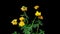 Trollius europaeus, the time period of flowering and flower development, on a black background. 4k video 4096 2304, rare