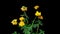 Trollius europaeus, the time period of flowering and flower development, on a black background. 4k video 4096 2304, rare