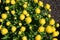 Trollius europaeus yellow globeflower plant flowering in spring