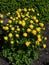 Trollius europaeus yellow globeflower plant flowering in spring