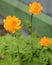 Trollius flowers close -up view, globeflowers or trollius flowers in the garden