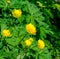 Trollius is globeflower or globe flower