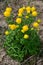 Trollius globeflower or globe flower, family Ranunculaceae in spring  garden