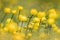 Trollius, Globeflower, Trollius europaeus