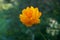Trollius, known as globeflower or globe flower in natural subalpine environment
