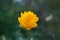 Trollius, known as globeflower or globe flower in natural subalpine environment