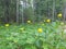 Trollius. Spring in the North. Kupavna in the woods. Yellow forest rose close-up. Bottom view. Sunny day