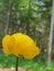 Trollius. Spring in the North. Kupavna in the woods. Yellow forest rose close-up. Bottom view. Sunny day