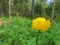 Trollius. Spring in the North. Kupavna in the woods. Yellow forest rose close-up. Bottom view. Sunny day