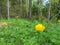 Trollius. Spring in the North. Kupavna in the woods. Yellow forest rose close-up. Bottom view. Sunny day